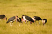 Photo ofMarabou Stork (Leptoptilos crumeniferus). Photographer: 