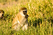Photo ofGreen Vervet Monkey (Cercopithecus aethiops). Photographer: 