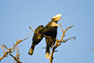 Male and female Silvery-cheeked Hornbill