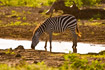 Photo ofCommon Zebra (Equus quagga). Photographer: 