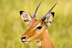 Portrait af male Impala