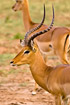 Impala male with fully grown horns