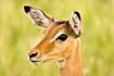 Foto af Impala (Aepyceros melampus). Fotograf: 