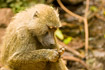 Female Baboon cleaning hands