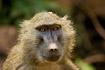 Portrait of young baboon