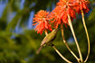 Photo ofBronze Sunbird (Nectarinia kilimensis). Photographer: 