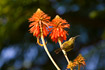 Foto af Bronzesolfugl (Nectarinia kilimensis). Fotograf: 