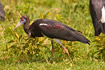 Photo ofAbdims Stork (Ciconia abdimii). Photographer: 