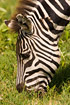 Portrait of grazing zebra