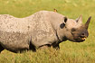 Square-lipped Rhino with oxpecker on back