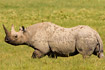 Square-lipped Rhino with oxpecker on back