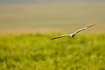 Photo ofMontagus Harrier (Circus pygargus). Photographer: 