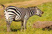 Zebra yawning