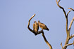 Photo ofRppells Griffon Vulture (Gyps rueppellii). Photographer: 