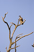 White-backed Vulture in dead tree