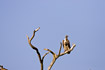 White-backed Vulture in dead tree