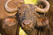 Portrait of African Buffalo