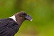 Portrait of White-naped Raven