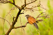 White-browed Coucal in thorny bush