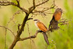 White-browed Coucal with larvae in bill