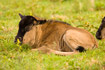 Wildebeest calf