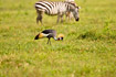 Crowned Crane on the savannah with zebras in background