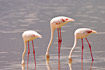 Foraging Greater Flamingos