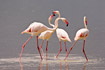 Greater Flamingos having minor quarrel