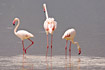 Photo ofGreater Flamingo (Phoenicopterus ruber roseus). Photographer: 