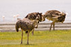 Ostriches preening