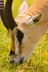 Portrait of grazing Thomsons Gazelle