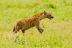 Running Spotted Hyaena