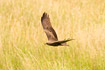 Photo ofBlack Kite (Milvus migrans). Photographer: 
