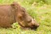 Sleeping Warthog