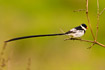 Male Pin-tailed Whydah
