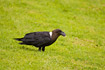 White-naped Raven looking for something to eat
