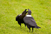 Two playful White-naped Ravens