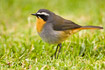 Photo ofCape Robin-Chat (Cossypha caffra). Photographer: 