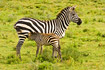 Common Zebra with foal