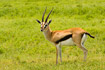Photo ofThomsons Gazelle (Gazella rufifrons). Photographer: 