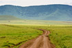 Gravelroad through savannah landscape in the Ngorongoro Crater