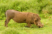 Warthog down on its knees grazing