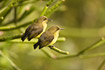 Juvenile Variable Sunbirds