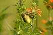Juvenile Variable Sunbird searching for nectar
