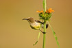 Juvenile Variable Sunbird perched on flower stem