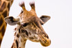 Foto af Giraf (Giraffa camelopardalis). Fotograf: 