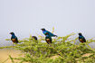 Little flock of Superb Starlings