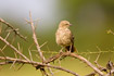 Photo ofRufous-tailed Weaver (Hisurgops ruficaudus). Photographer: 