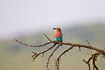 Lilac-breasted Roller perched on dead branch