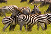 Zebras resting